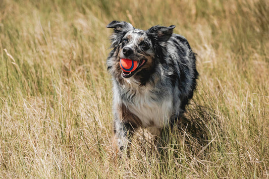 Chuckit! Ultra Hundbollleksak & Kastare – Inomhus Apportboll