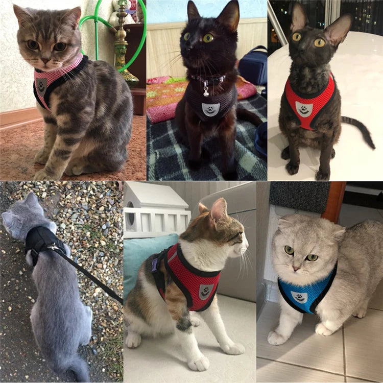 Hundsele och kattsele med koppel för träning och promenader