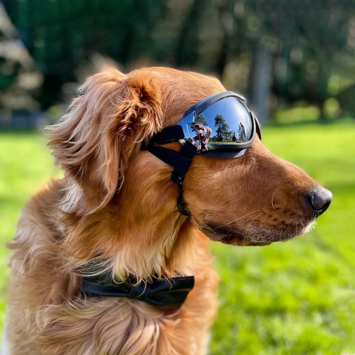 Transparent Color Pet Dog Goggles Waterproof Windproof Sunscreen UV Resistant Large Dog Glasses