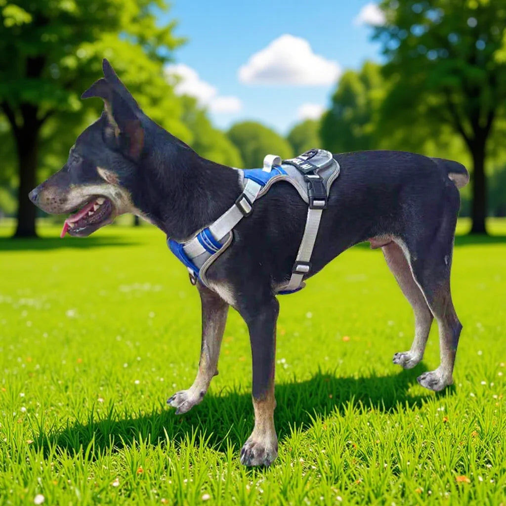 Justerbar Hundsele med Personlig Text – Reflekterande & Andningsbar, S–XL